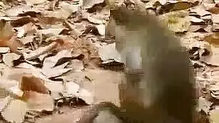 يأخذ حيوان البالون شخصين